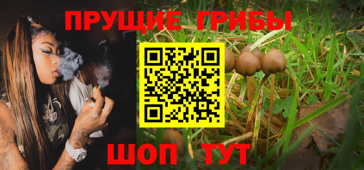 Галлюциногенные грибы Psilocybine cubensis Слободской